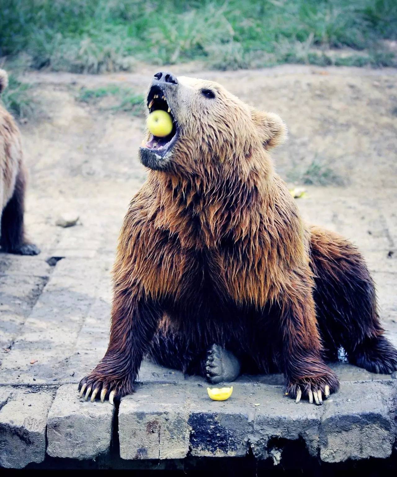 【9月9~10日】第三季常州淹城野生動物園 喜來登行政房自駕遊