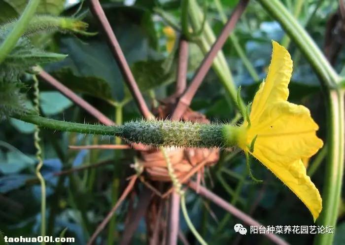 版主上神看看俺是怎麼給黃瓜施肥的胃淺的請慎重進入