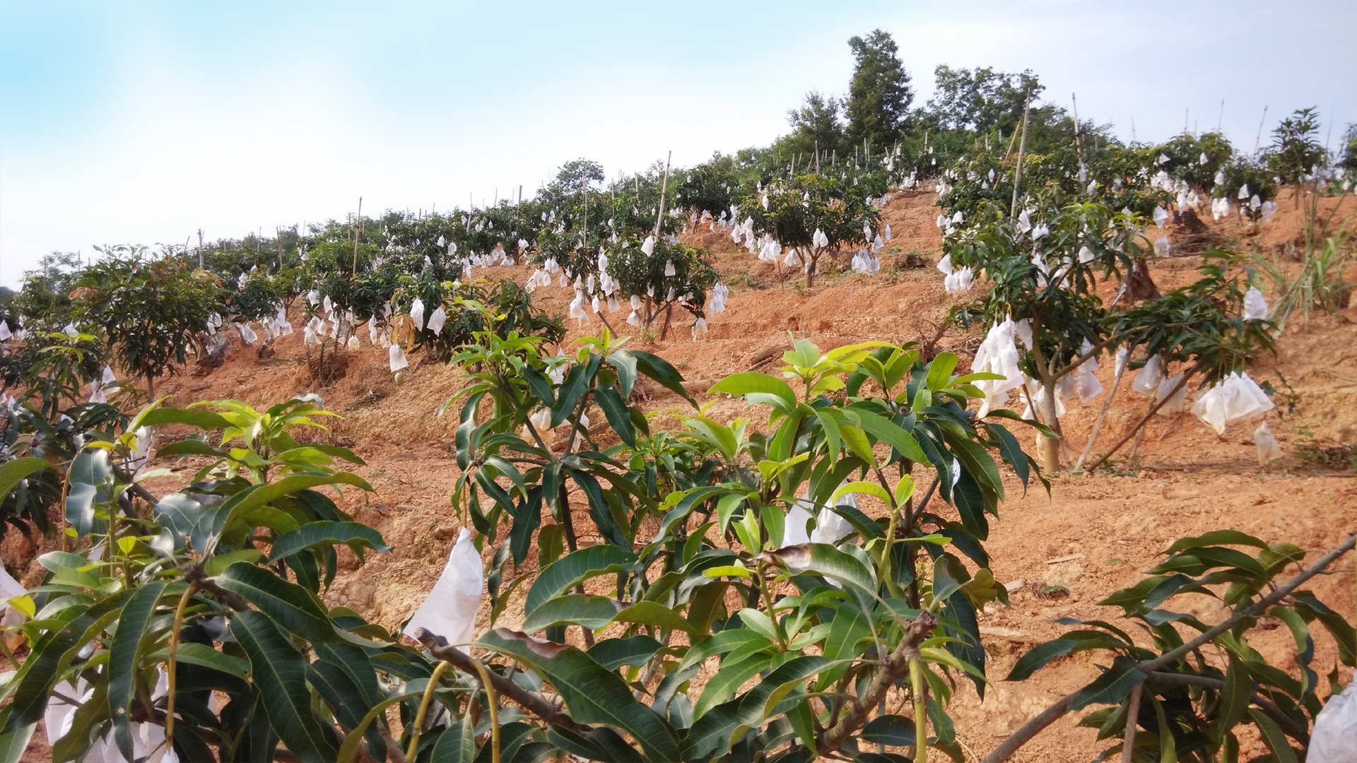 广西田林:芒果种植能手年入10万