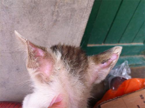 猫耳朵掉毛是什么原因 猫耳朵上掉毛怎么回事