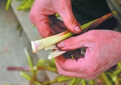 由詩及食春日長來蘆芽短帶水掐來隨手脆