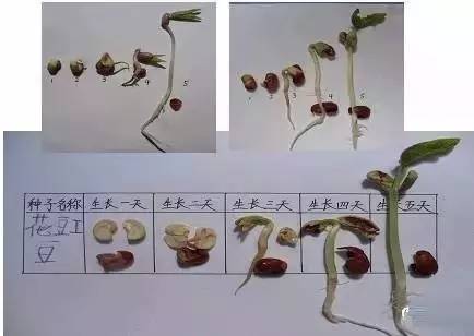 黄豆种子发芽过程图图片