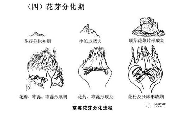 草莓的花芽分化从解剖形态上,可分为分化初期,花序分化期和花器分化期