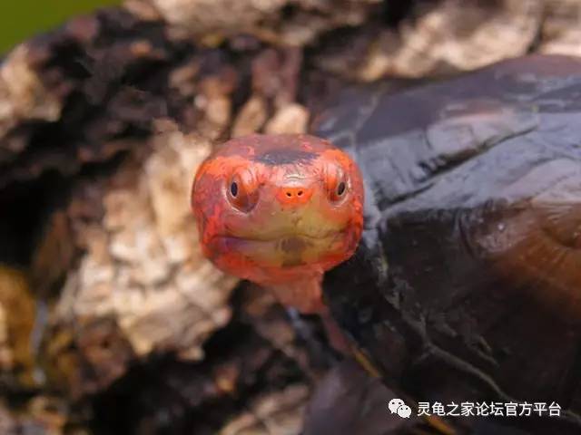 紅面泥龜自制髮色飼料配方