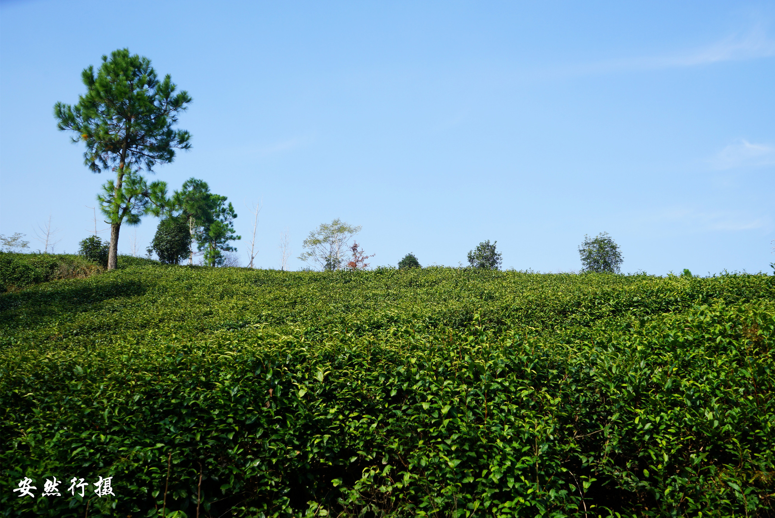 岁月静好心醉于斯与茶相融俨然成茶树