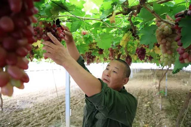 今年的段園葡萄採摘節還是在杜集區段園鎮大莊村舉辦前期的準備工作