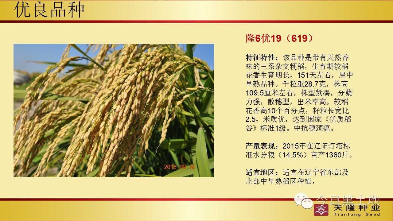 龙绥199水稻品种图片
