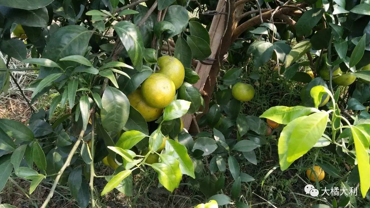 沃柑秋花果在武鳴的表現