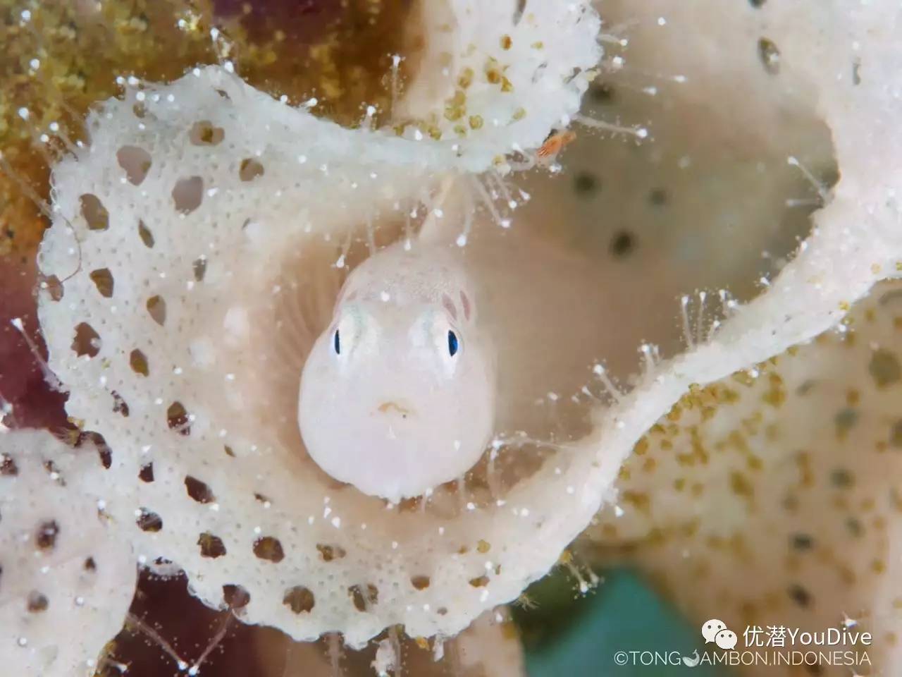 印尼香料岛安汶寻找神秘迷幻躄鱼diveintoambon潜水套餐