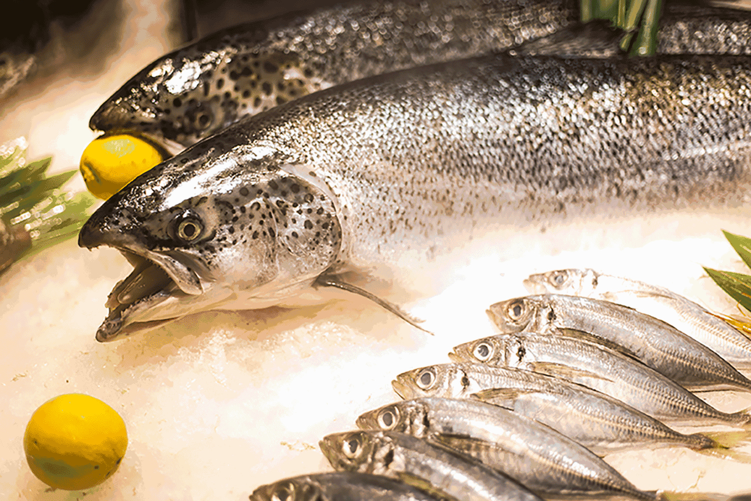 喜多多彬芳店8月5日上午8点至11点挪威三文鱼来自北欧雪山冰川间清澈