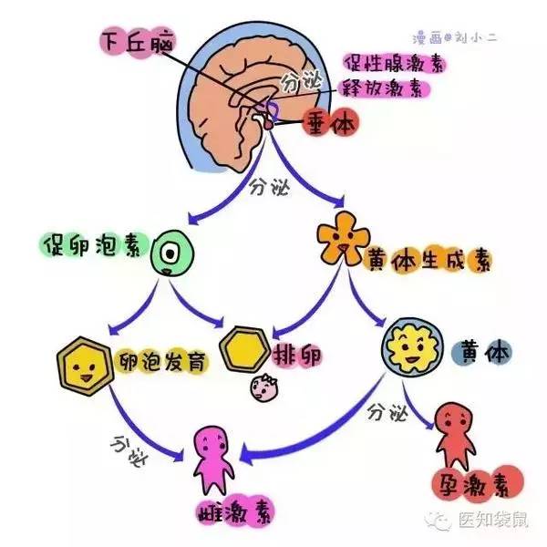 卵巢會分泌孕激素和雌激素,它們的目標器官一個是乳腺,一個是子宮.