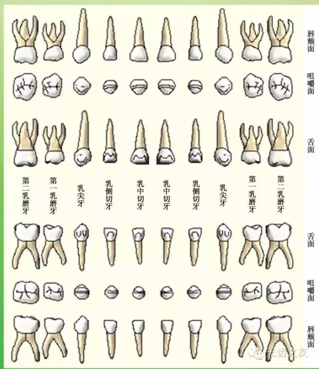 牙齿的分类名称图片图片
