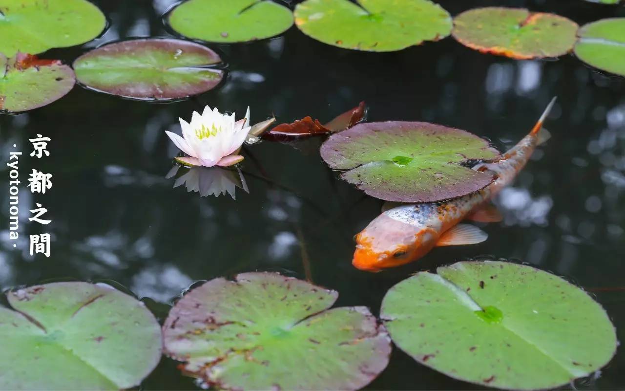 泉迴游式淨土庭園再現了極樂淨土之境,約有90餘種蓮花生長於苑池之中