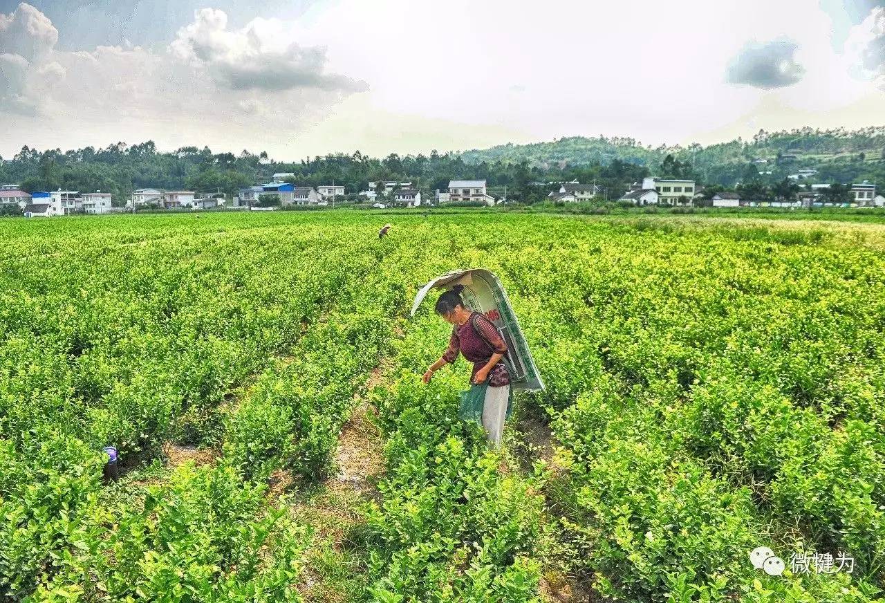 乐山市犍为县清溪镇茉莉花基地,5万亩茉莉花一望无际,花香四溢.