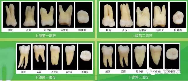牙齿形状分类三种图片图片