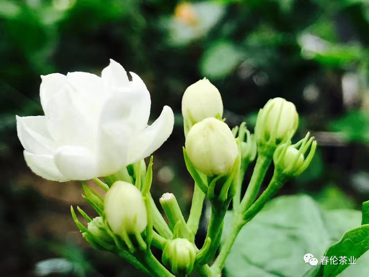 聞茉莉芬芳,融幸福生活