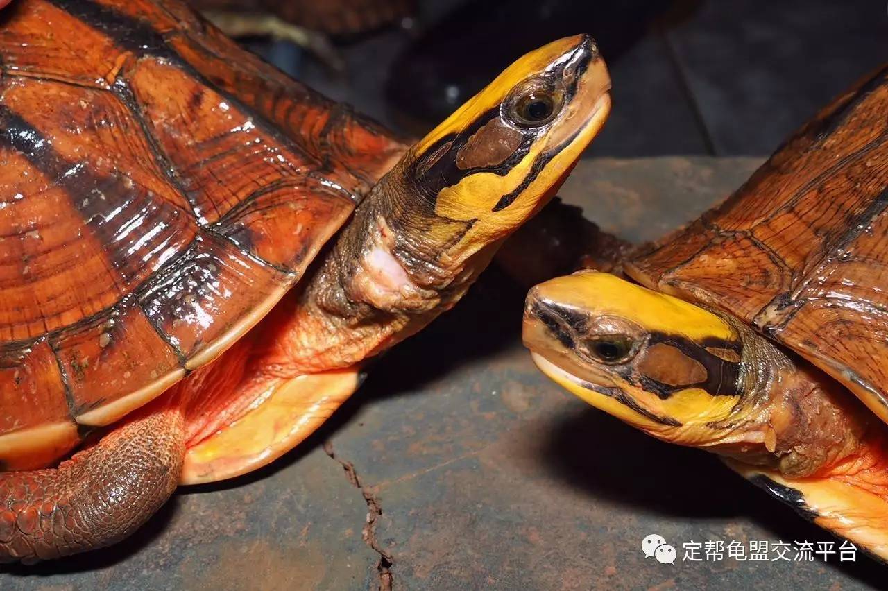 金錢龜怎麼養