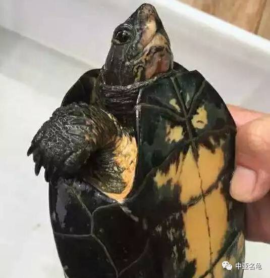 广西大头黑颈龟特征图片