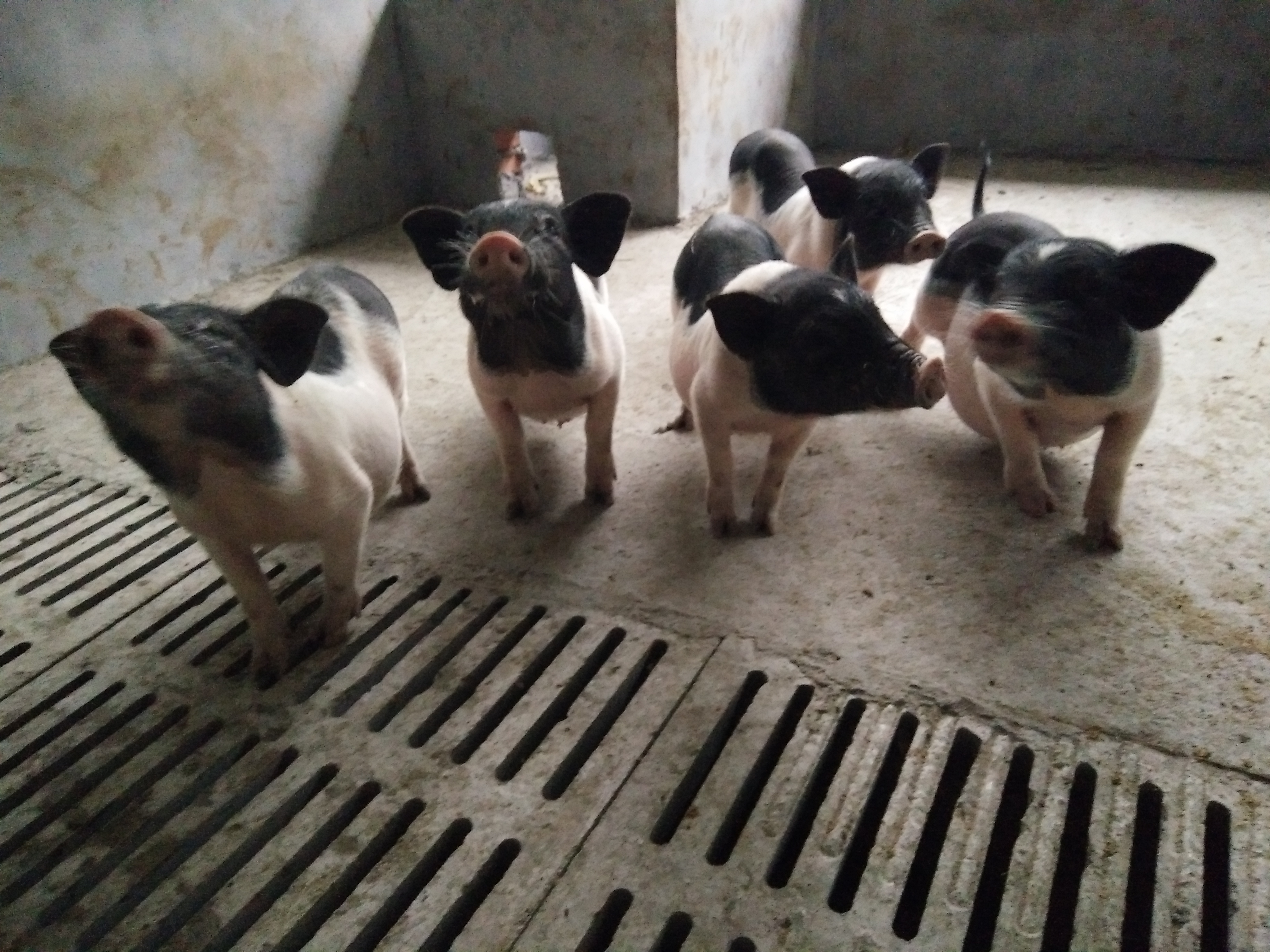 巴马香猪的养殖市场