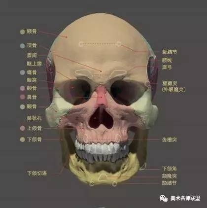 头 骨 头骨由脑颅骨骼和 丰颅骨骼构成,从 前面和顶面观察, 头部为长
