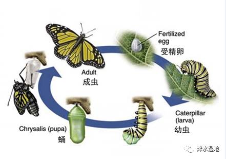 蝴蝶卵的变化过程图片图片