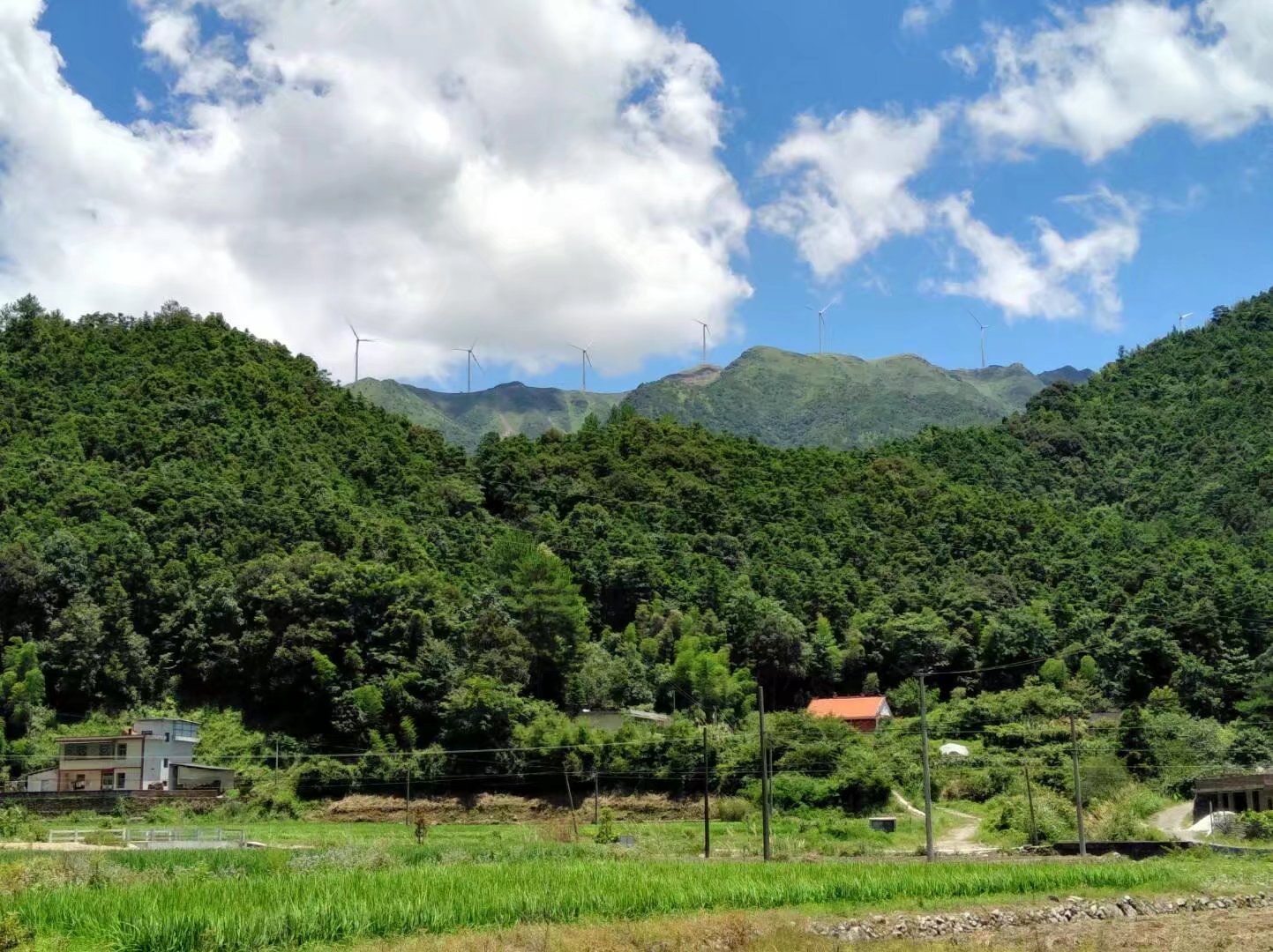 初见林站小龙潭,文友惊叹堪九寨.峡深树茂遮云天,声声鸟鸣彻山涧.