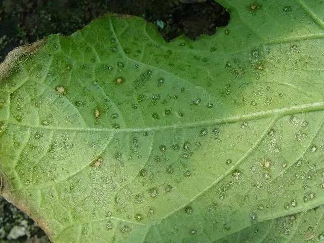 甜瓜小绿点— 细菌性叶斑病