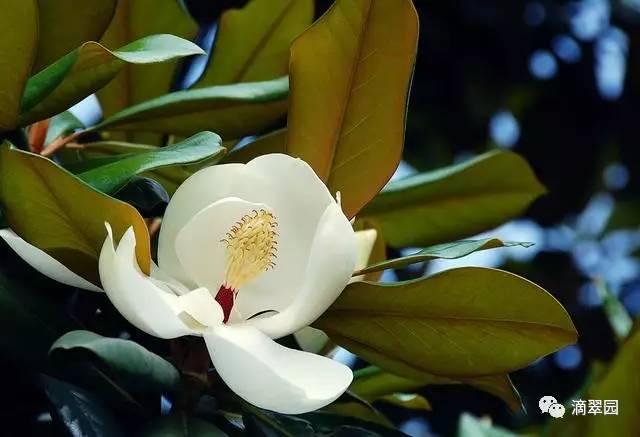 白兰花序类型图片