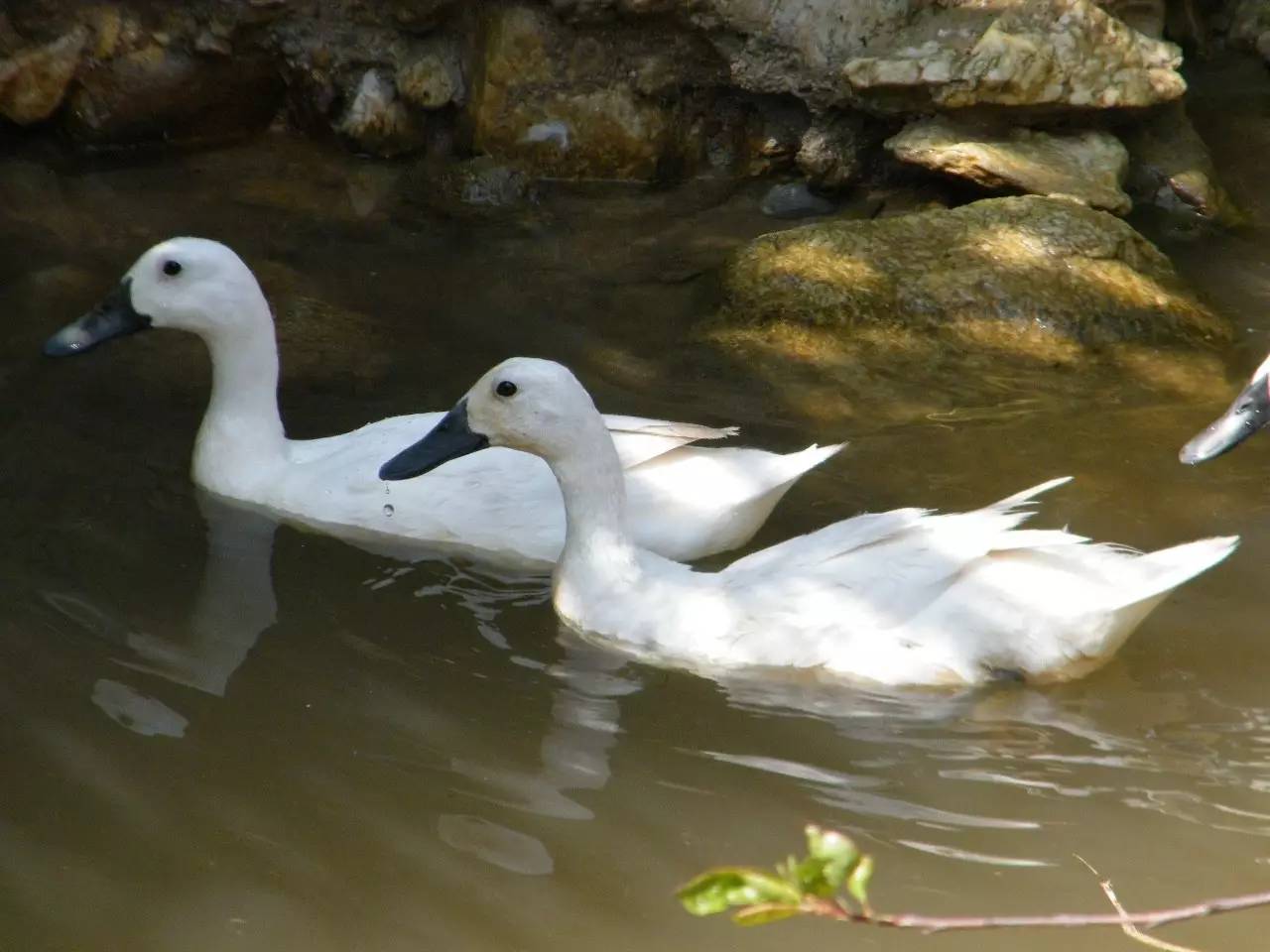 永春白水鸭图片