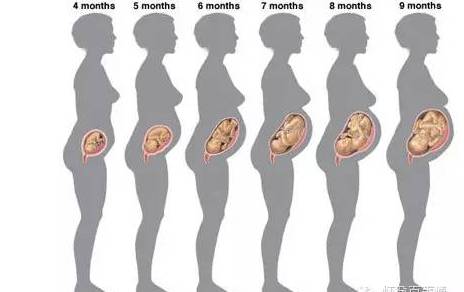 怀孕肚子变化图图片