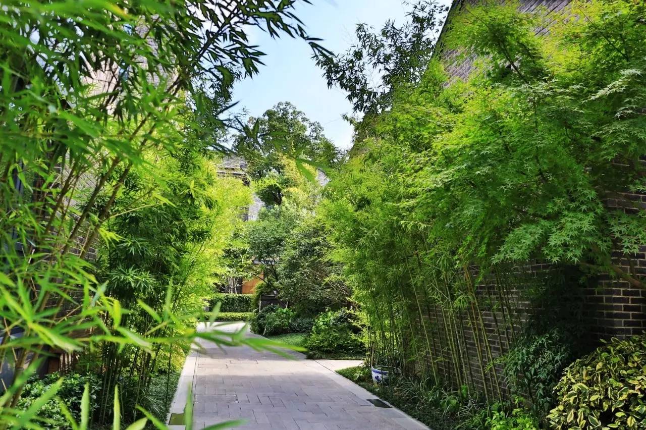 巷道两侧用精挑细选的树木与观赏竹做框景,夹景,在道路转角以及节点处