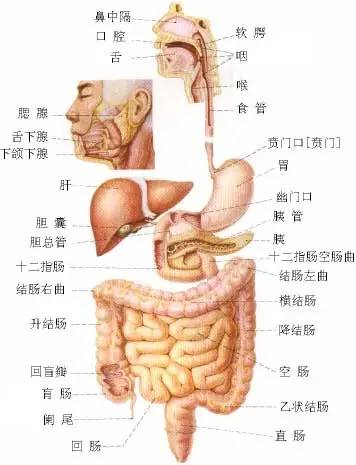 消化系统的构成