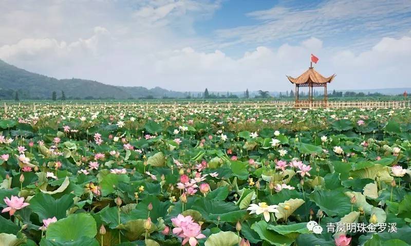 湖北云梦莲花坞景区图片