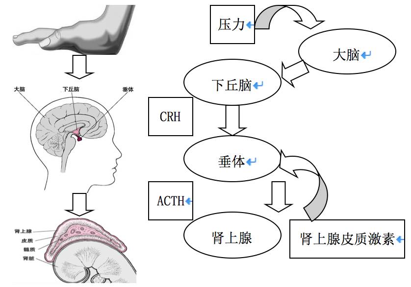 肾上腺轴图片