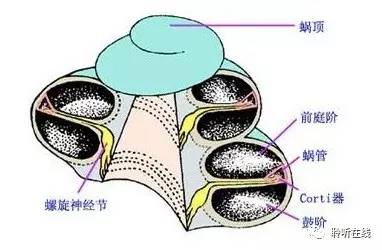 耳朵里面有一个蜗牛壳它有什么用呢