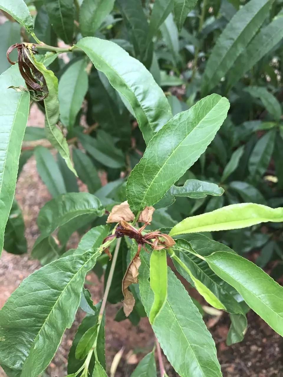 植物缺钙的症状图片图片