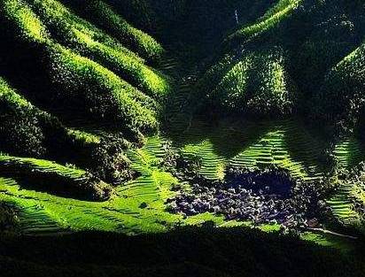 國家aaa級旅遊景區,湖南省重點風景名勝區,省自然保護區,以奇峰異石