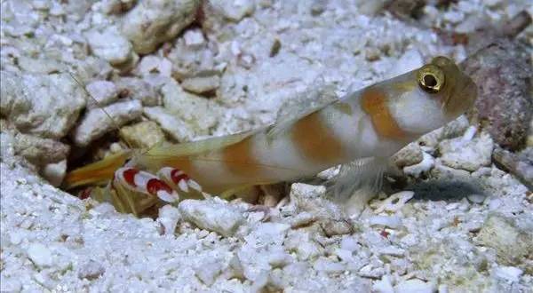世界上最小的虾的图片图片