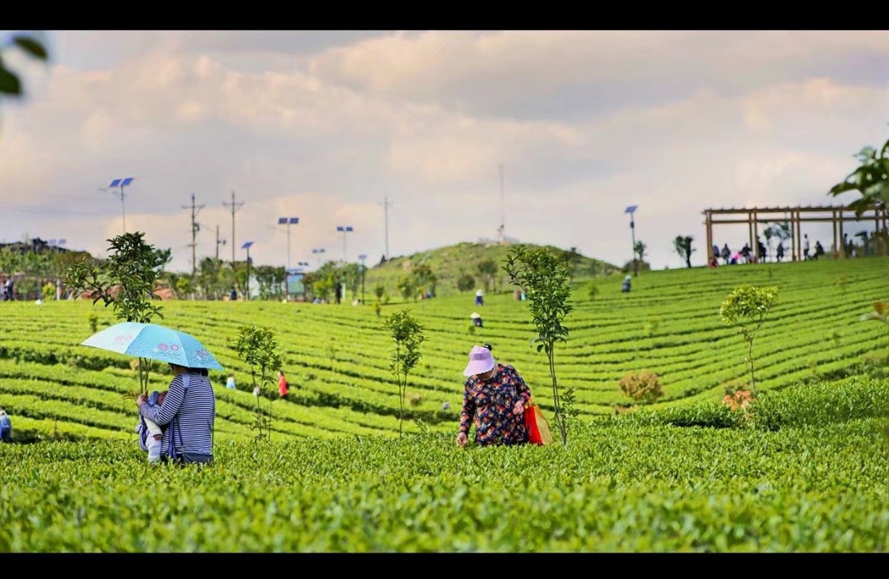 思南县张家寨茶山简介图片