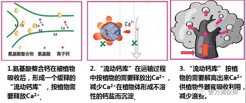 氨基酸螯合钙在被植物吸收后,形成一个缓释的"流动钙库,在运输过程中