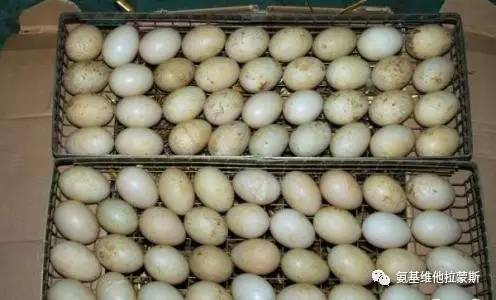 夏季如何做好种鸭的种蛋孵化