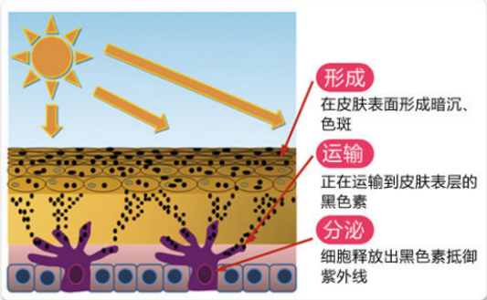 怎么通过食疗淡化斑点