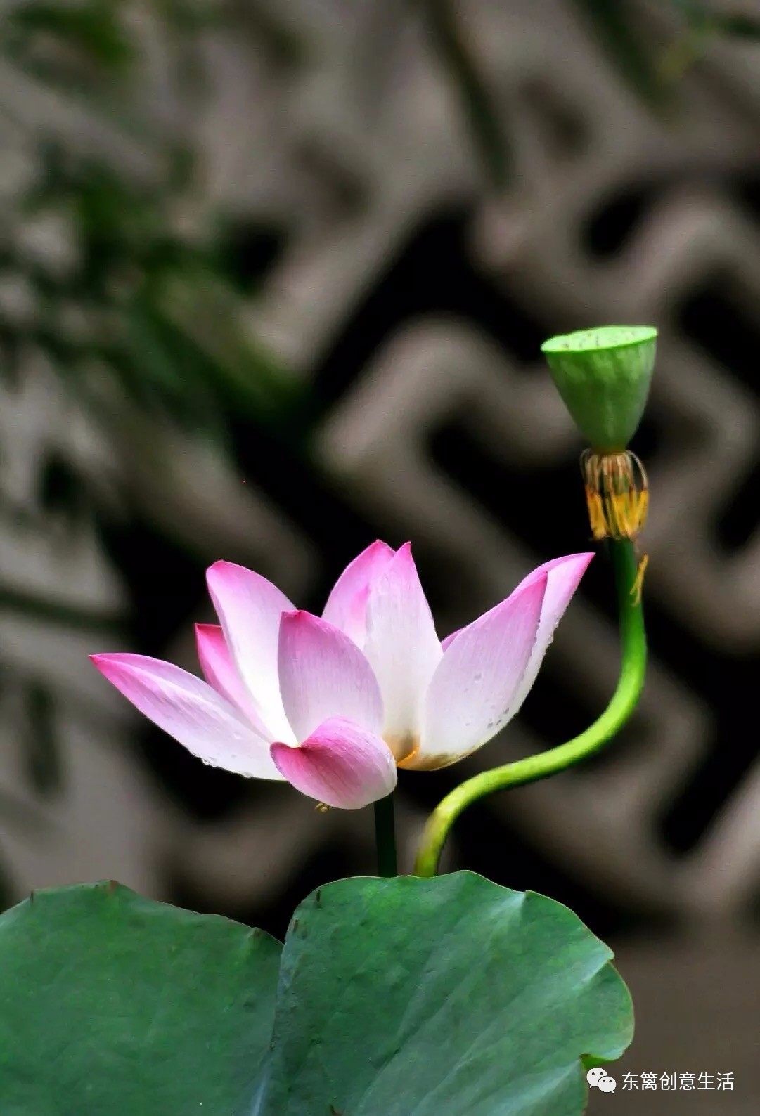 夏日午後似火炎,芙蓉嫵媚碧塘開.