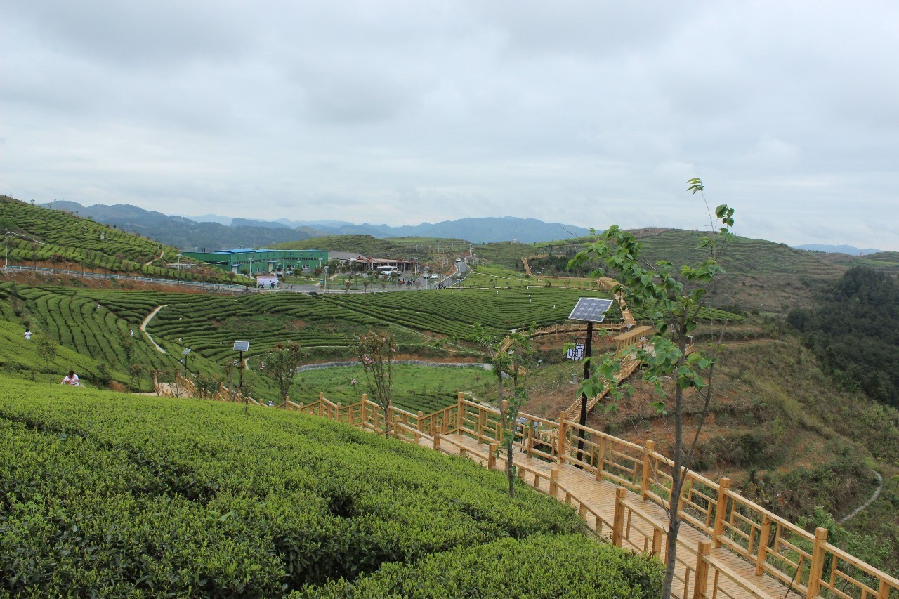 思南县张家寨茶山简介图片