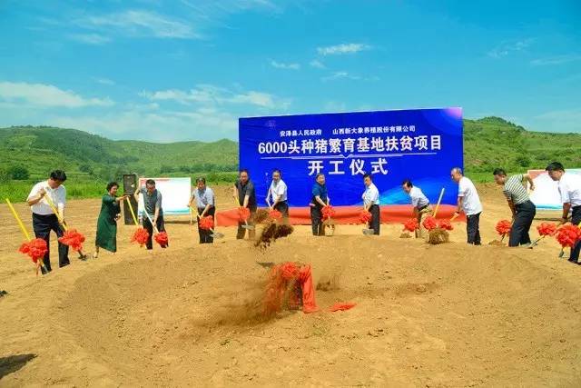 投资12亿安泽县新大象6000头种猪繁育基地扶贫项目正式开工