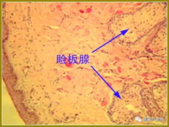 在上瞼的提上瞼肌和瞼板之間還有少量平滑肌,稱上瞼板肌,收交感神經