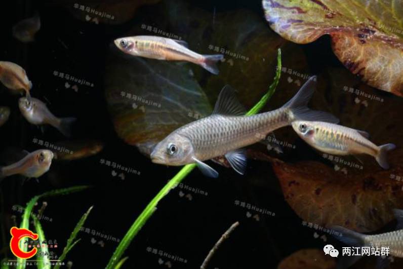 盈江的明星物種有很多,圖中的橋街新光唇魚(neolissochilus qiaojie