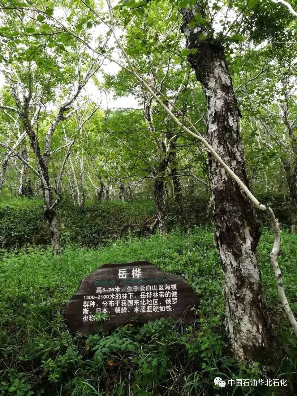 严酷环境下生长的岳桦树,生命顽强,坚硬如铁(北坡)一睹天池真容