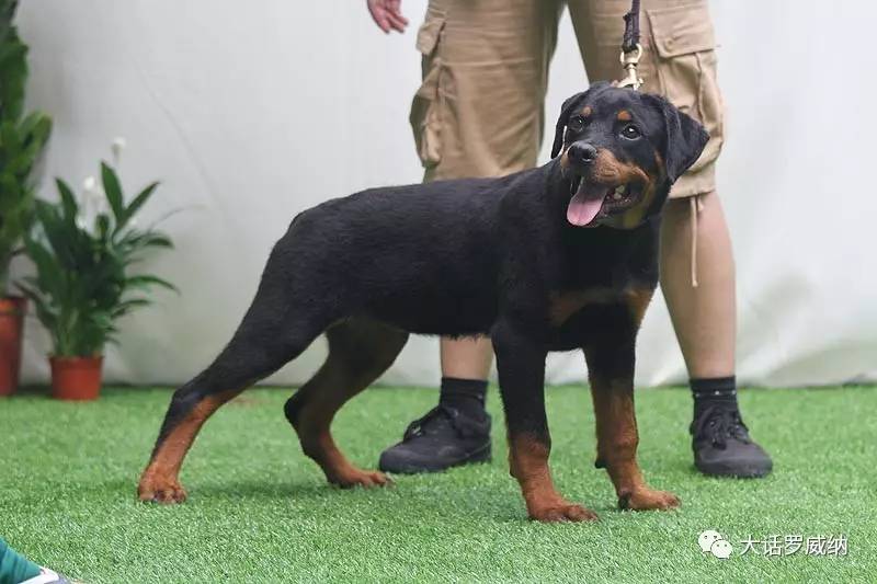 中國昌南犬舍炎炎夏季出售羅威納幼犬