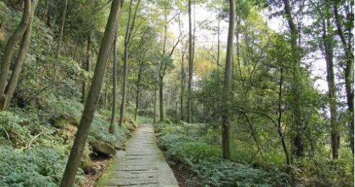 這個原始森林公園,空氣很好,適合曬曬太陽,也適合初級徒步菜鳥.